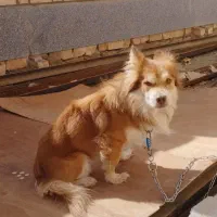 اهدای سگ خانگی  ، اشپیتز ، دارای شناسنامه،|سگ|رباط‌کریم, شهرک صنعتی پرند|دیوار