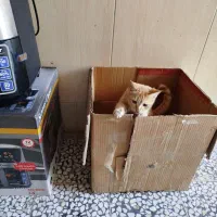 گربه گمشده|گربه|زابل, |دیوار