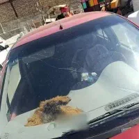 تصادفی فروشی