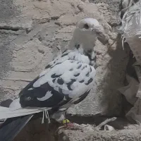 کبوتر سبز گرفتنی شب|پرنده|شیراز, شریف‌آباد|دیوار