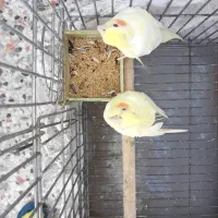 عروس هلندی|پرنده|شیراز, نیستان|دیوار