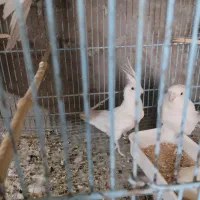 فروش عروس مولد|پرنده|قم, جوی شور|دیوار