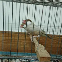 فنچ نرگسی شکلاتی جوان به شرط جوجه درجه 1|پرنده|کرج, شهرک رازی (حصارک)|دیوار