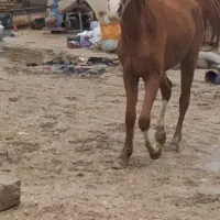 مادیون ۳سال کره شاهین (شاهزاره)