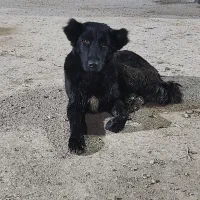 سگ قدریجونی