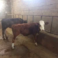 فروش گوساله ماده سیمنتال شرابی