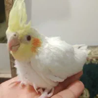 3عدد عروس هلندی سرلاکی چشم شرابی