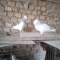 کفتر طوقی|پرنده|یزد, |دیوار