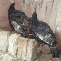 بوقلمون