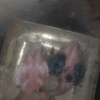 ساده و خال کاکلی جوجه