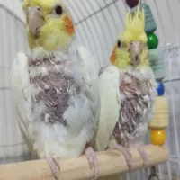 طوطی عروس هلندی