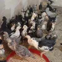 جوجه گلین /مرغ جوان دم تخم/چهل تاج ریشو