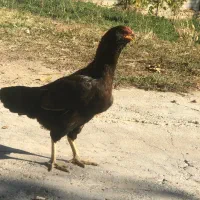 مرغ لاری اصل|حیوانات مزرعه|صومای برادوست, |دیوار