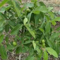 نهال گردو اصلاح شده|خدمات باغبانی و درختکاری|مهاباد (آذربایجان غربی), |دیوار