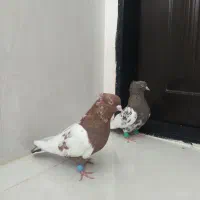 کفتر نیم تنه سرخ کله دم|پرنده|مشهد, شهرک لشکر (شهرک غرب)|دیوار