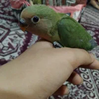 جوجه کوتوله بریزیلی