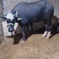 گاومیش نر|حیوانات مزرعه|محمدبار, |دیوار
