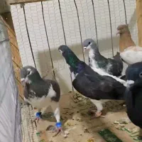 حیون زدوخوری چپ زرد کله سینه