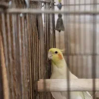 عروس هلندی جفت|پرنده|ری, شهرک نظامی|دیوار