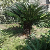 فروش انواع  گیاهان|گل و گیاه طبیعی|کلاچای, |دیوار