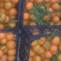 نارنگی یونسی اصل