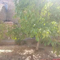 خانه ویلایی کلنگی تهاتر با آپارتمان|فروش خانه و ویلا|گلمکان, |دیوار