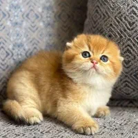 گربه های عروسکی جذاب