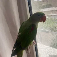 گمشده شاه طوطی|حیوانات|قزوین, |دیوار