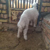 یک عدد بره شیره