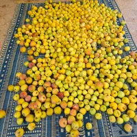 سیب ارگانیک منطقه سپیدان|خوردنی و آشامیدنی|شیراز, احمدی جنوبی|دیوار