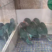 طوطی راهب|پرنده|اصفهان, هفتون|دیوار