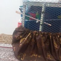 مرغ عشق تخم گذار سالم