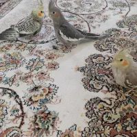 عروس هلندی|پرنده|شاهدشهر, |دیوار