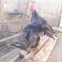 بوقلمون|حیوانات مزرعه|قیدار, |دیوار