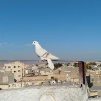 کفتر یا کبوتر|پرنده|تربتحیدریه, ۴۵ متری|دیوار