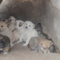 توله سگ|سگ|باشتین, |دیوار