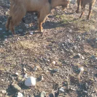 ۲ عدد بز نرو یه نری بزرگ|حیوانات مزرعه|رودان, |دیوار