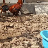 مرغ و خروس لاری