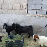 کهر نر رودان|حیوانات مزرعه|بیکاه, |دیوار