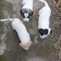 توله دورگه|سگ|کوچصفهان, |دیوار