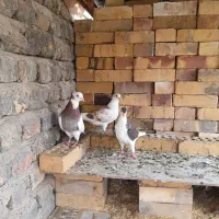 کبوتر‌ساده‌طوقی‌شازده