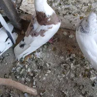 کبوتر|پرنده|ری, امین آباد|دیوار