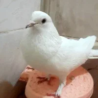 فنچ نرو ماده دو بار جوجه داده .معاوضه با کفتر|پرنده|قرچک, میرزائی شمالی|دیوار