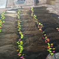 خریدار اصلی مو بانوان