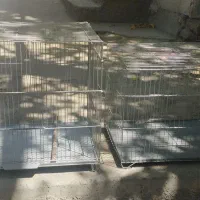 قفس پرنده معاوضه با قفس مسافرتی برای عروس هلندی