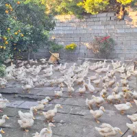 اردک بگ بگی باغی