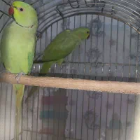 طوطی ملنگو نر|پرنده|شیراز, کوشک میدان|دیوار