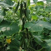 کاشت داشت برداشت