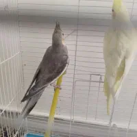 عروس هلندی بالغ|پرنده|صدرا-فارس, فاز ۱|دیوار