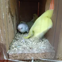 جوجه مرغ عشق